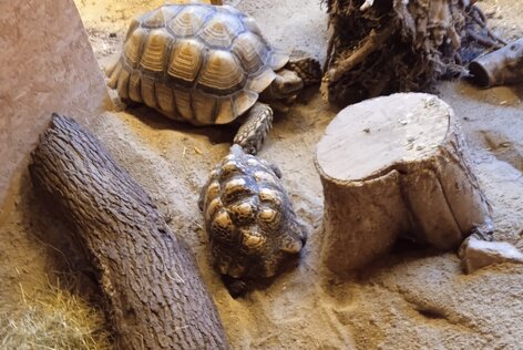 Afrikanische Schildkröten ziehen ins Winterquartier